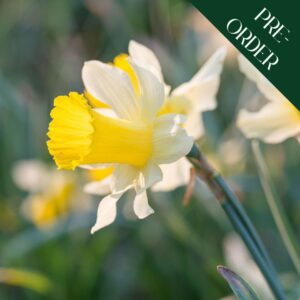 Narcissi Pseudonarcissus