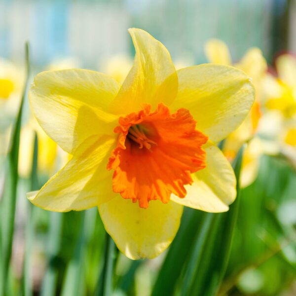 Daffodil Red Devon