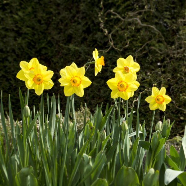 Daffodil Red Devon - Image 3