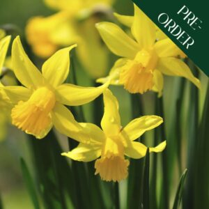Narcissus Tete a Tete