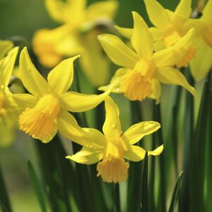 Narcissus Tete a Tete