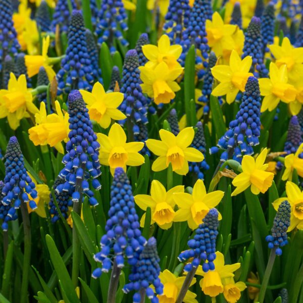 Narcissus Tete a Tete - Image 2