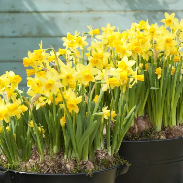 Narcissus Tete a Tete - Image 3