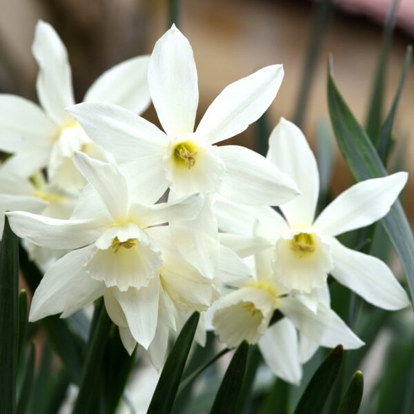 Narcissus Thalia