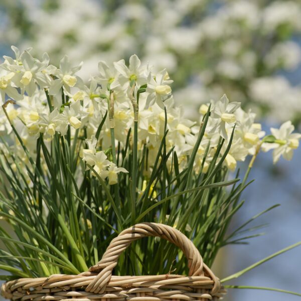 Narcissus Thalia - Image 2