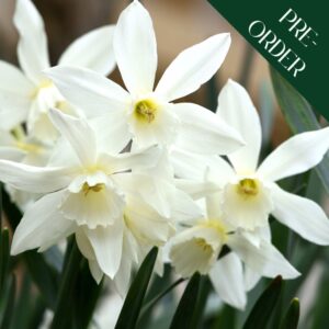 Narcissi Thalia