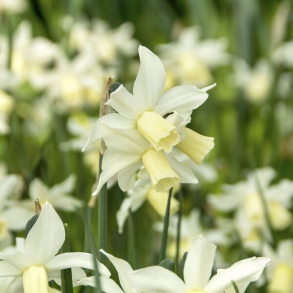 Small Narcissi for Pots Collection - Image 4