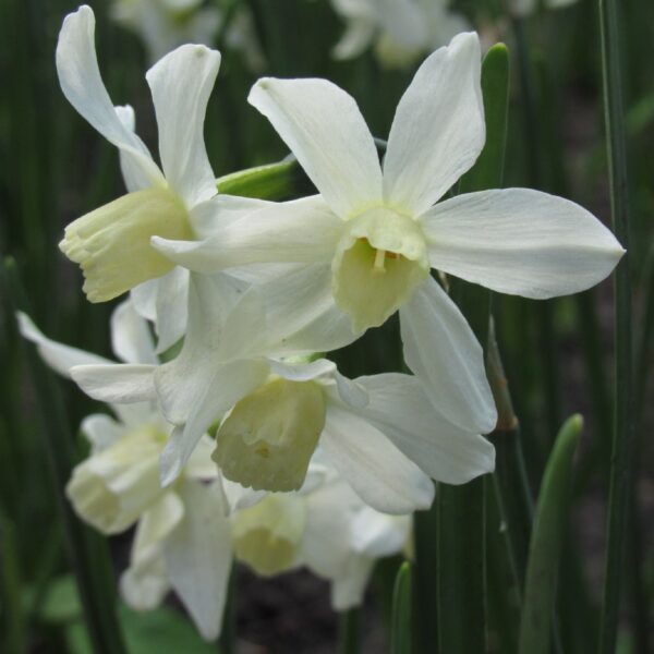 Narcissi Toto - Image 2