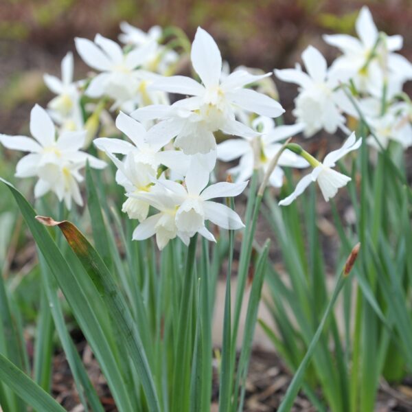 Narcissi Toto - Image 3