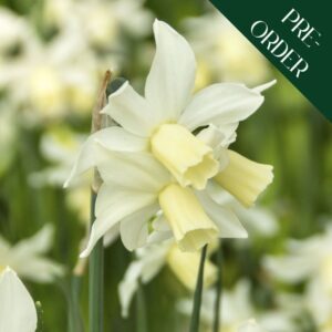 Narcissi Toto