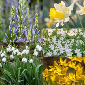 Naturalise in the Garden Bulbs Collection