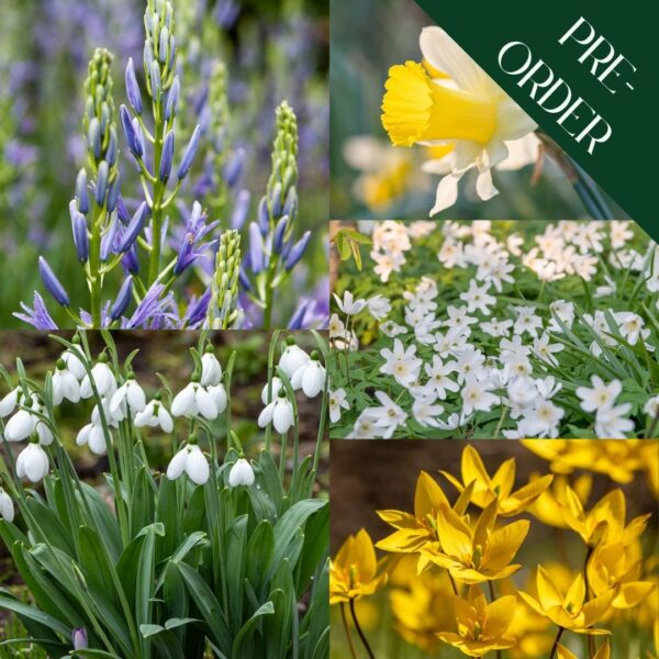 Naturalise in the Garden Bulbs Collection