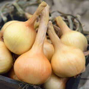 Onion - Organic
