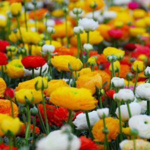 Ranunculus Mix