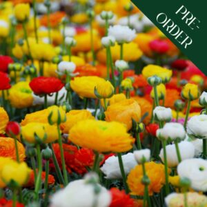Ranunculus Mix