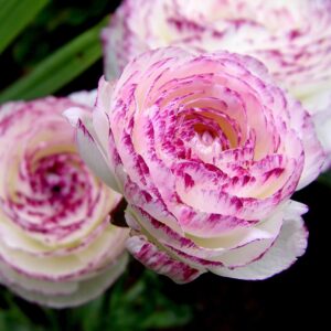 Ranunculus Picotee Pink
