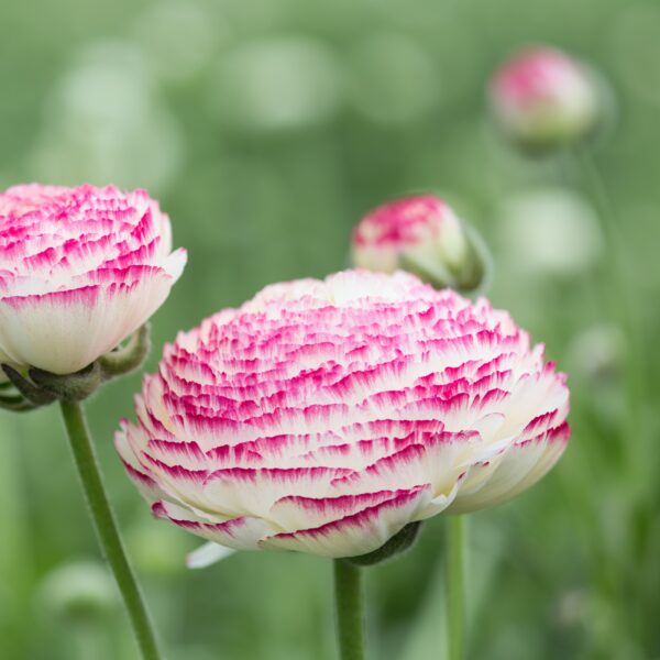 Ranunculus Picotee Pink - Image 2