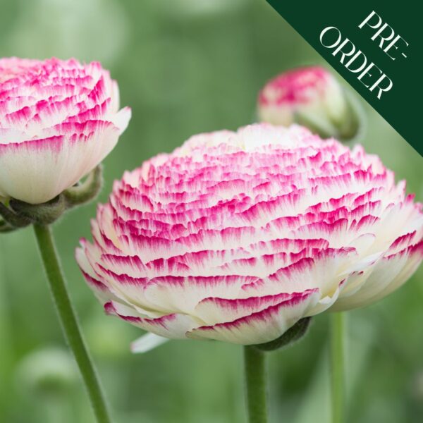 Ranunculus Picotee Pink