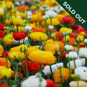 A field of ranunculus flowers in various colours including red, orange, white, and yellow.