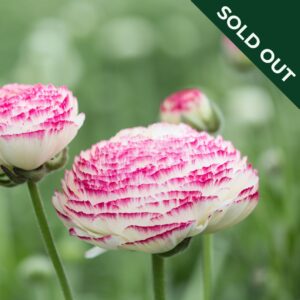 Picotee Pink Ranunculus flowers with white petals tipped with deep pink and a blurred green background.