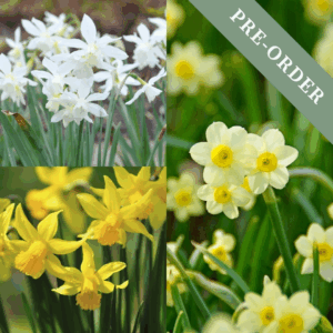 Small Daffodil (Narcissus) for Pots Collection