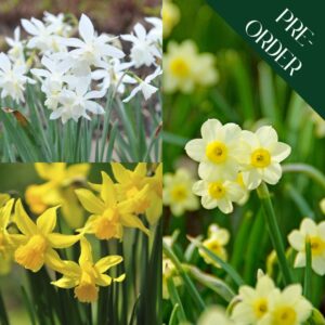 Small Narcissi for Pots Collection