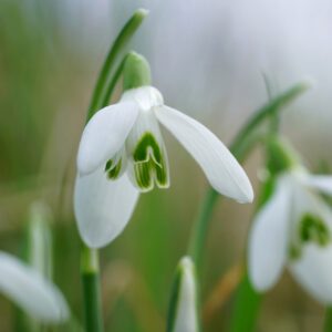 Snowdrop Single