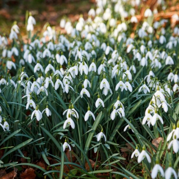 Snowdrop Single - Image 2