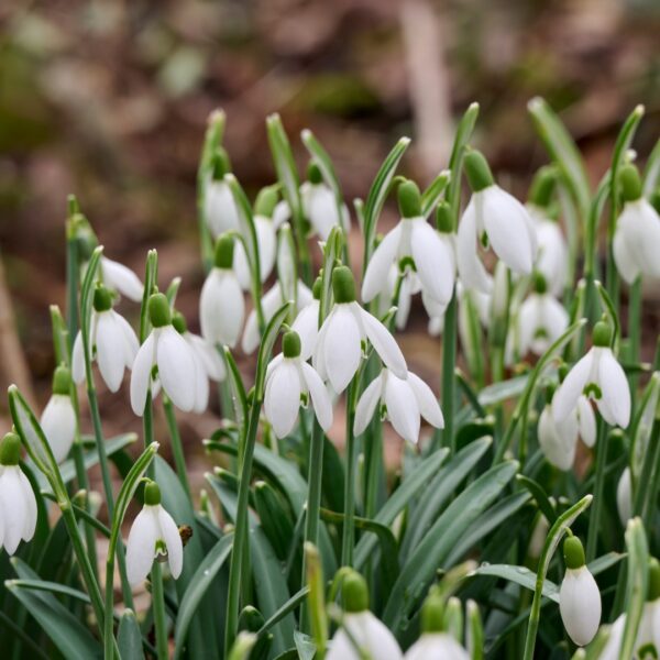 Snowdrop Single - Image 3