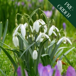 Snowdrop Elwesii
