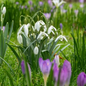 Snowdrop Elwesii