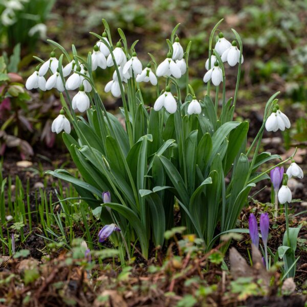 Snowdrop Elwesii - Image 2