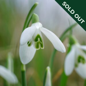 A close up image of a snowdrop flower with white petals and green leaves.