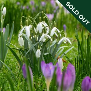 Snowdrop elwesii flowers in a natural garden setting.