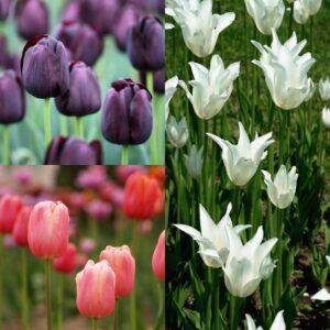 Superstar Tall Tulip Collection
