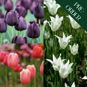 Superstar Tall Tulip Collection