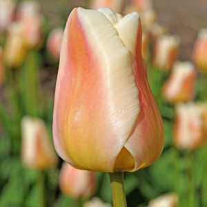 Tulip Apricot Pride