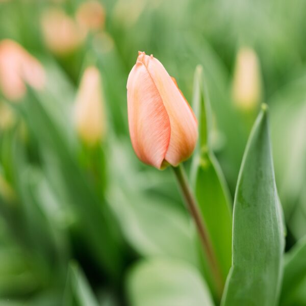 Tulip Apricot Pride - Image 2