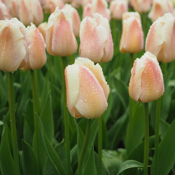Tulip Apricot Pride - Image 3