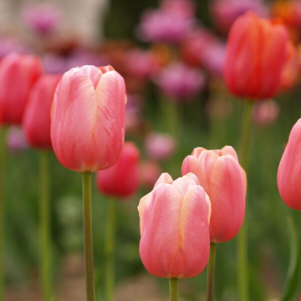 Tulip Menton