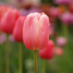 Tulip Menton