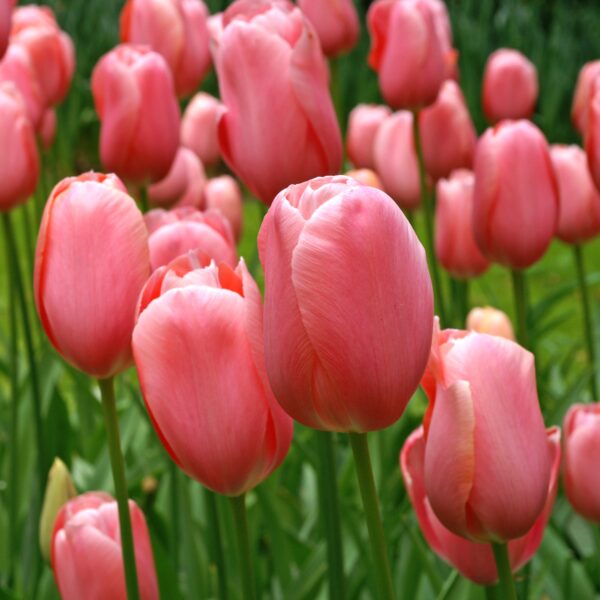 Tulip Menton - Image 2