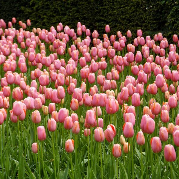 Tulip Menton - Image 3