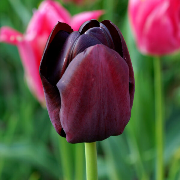 Tulip Queen Of Night - Image 2
