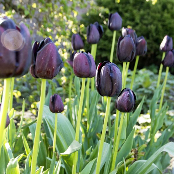 Tulip Queen Of Night - Image 3
