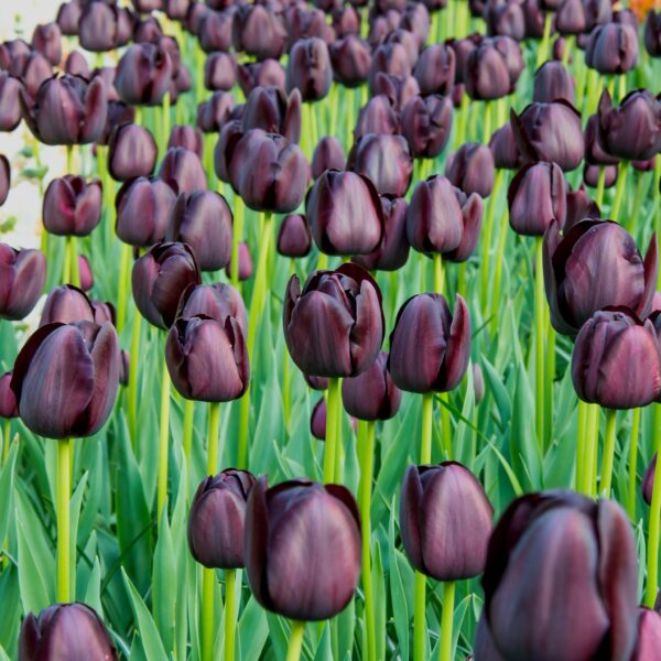 Tulip Queen Of Night - Image 4