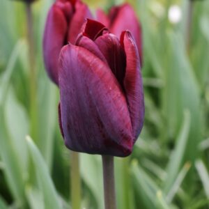 Tulip Ronaldo