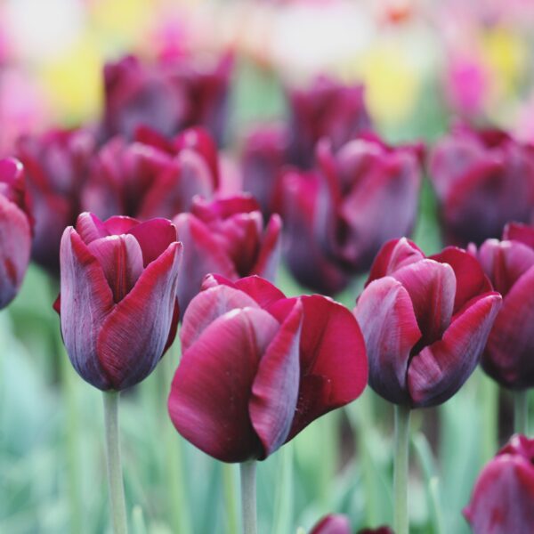 Tulip Ronaldo - Image 2