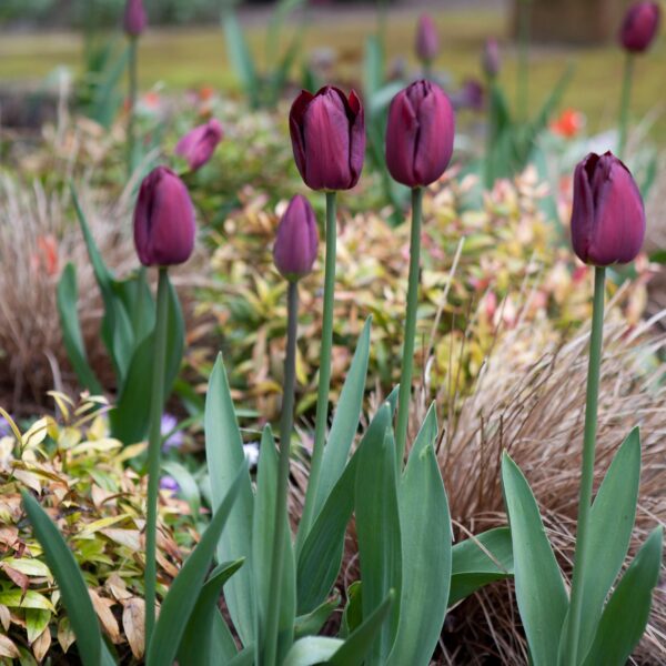 Tulip Ronaldo - Image 3