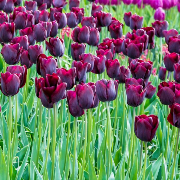 Tulip Ronaldo - Image 4